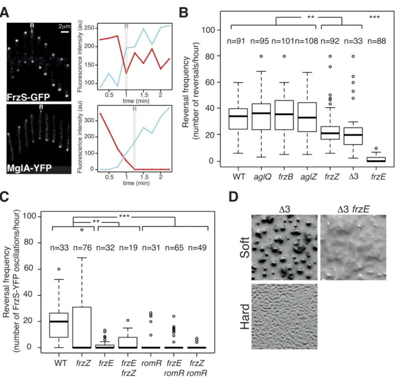 Fig 4. The core Frz-apparatus can promote S-motility-dependent behaviors. (A) Single cell Tfp-dependent reversals are observed in