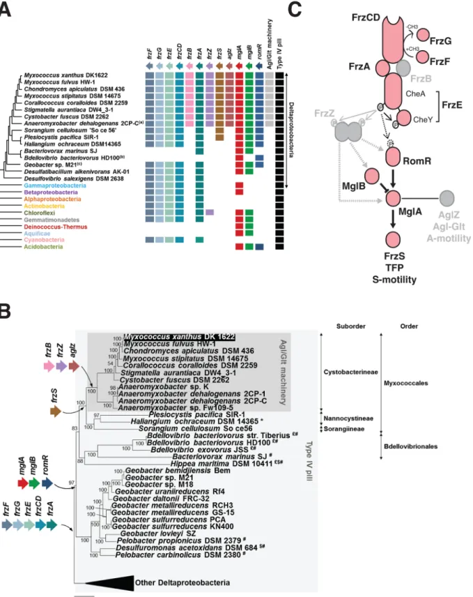 Fig 3. The taxonomic distribution of the Myxococcus motility suggests a new structure of the regulation pathway