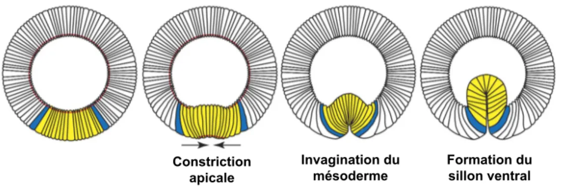 Figure  13  :  Représentation  schématique  de  la  formation  du  sillon  ventrale  chez  la  drosophile