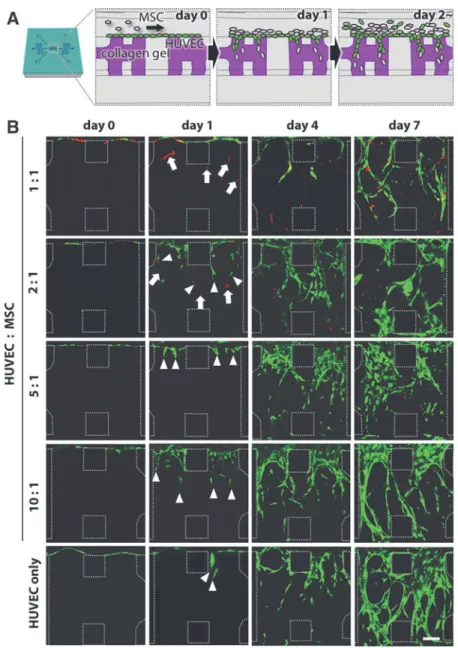 FIG. 2. Process of capillary formation for a series of HUVEC:MSC ratios. (A)  Sche-matic illustration of the HUVEC-MSC  co-culture