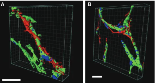 FIG. 7. Growth of pericytes in the HUVEC-MSC coculture. (A) Number of pericytes covering the capillary structures was measured per gel region, and was 6, 13, and 19 cells on days 7, 14, and 21,  re-spectively