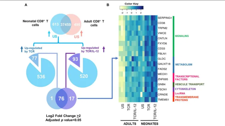 FIGURE 6 | Genes Overexpressed in neonatal CD8 + T cells and showing an exacerbated response to TCR/IL-12 signals