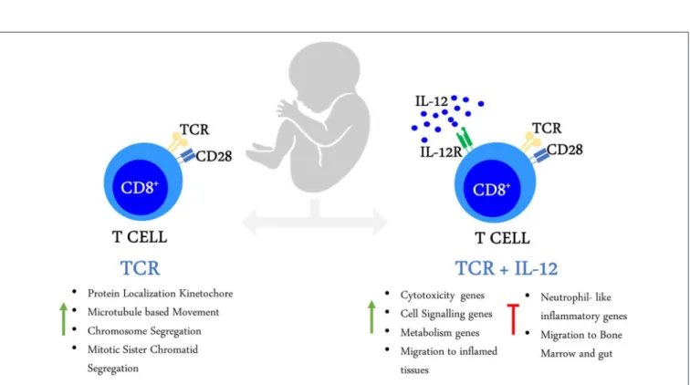 FIGURE 8 | Activation of neonatal CD8 + T cells in the presence of IL-12 enables their transcriptional maturation.