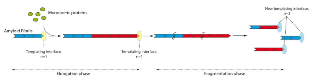 Fig. 5.1 The nucleated polymerization model is based on the templating phenomenon, where the amyloid assembly which constitutes the template induces a structural change in the monomeric substrate