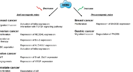 Figure 4 : Rôle de la protéine DDB2 sur différents cancers solides et ses partenaires identifiés (Gilson  et al.,  2019)