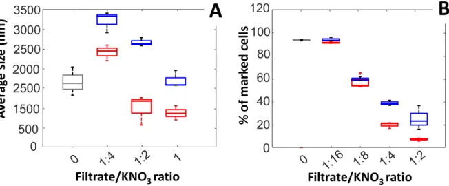 Figure 10. A. Taille moyenne des agrégats mesurés après 15 minutes de coincubation des NP-TiO2 (50 mg/L)  et des OMV à différentes concentrations (ratio filtrat/KNO3)