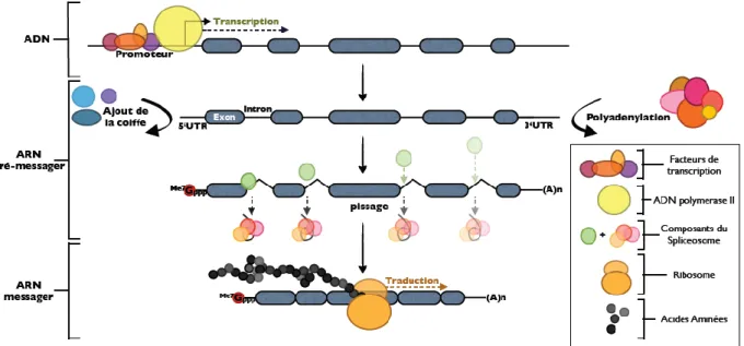 Figure  2 :  Biogenèse  et  maturation  des  ARNm.  L‟ARN  pré-messager  synthétisée  va  subir  trois  étapes de maturation : l‟ajout de la coiffe, l‟épissage et la polyadénylation