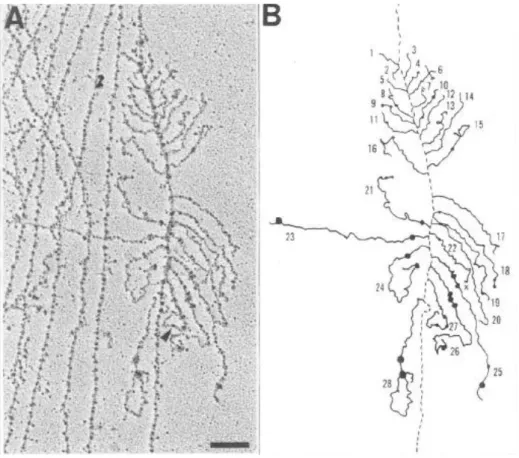 Figure  4 :  Formation  de  boucles  le  long  de  pré-messagers  naissants ;  (A)  Micrographie  électronique  d‟unités  transcriptionnelles  issues  d‟embryons  de  Drosophila –  La  pointe  de  flèche  indique  un  site  proposé  où  a  lieu  une  excis