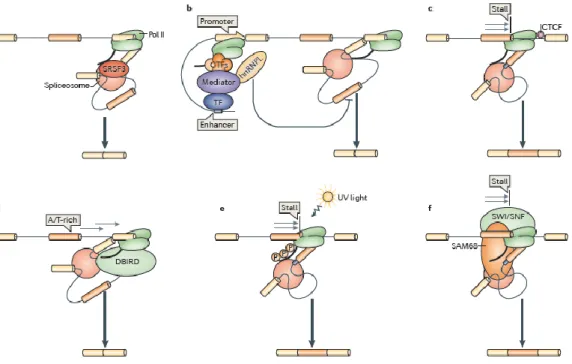 Figure 5 : Différents mécanismes couplant transcription avec épissage alternatif. (a) Le domaine  carboxy-terminal (CTD) de l‟ARN polymérase II est nécessaire au recrutement du facteur SRSF3, ce  qui  inhibe  l‟inclusion  d‟exons  alternatifs  (de  la  Mat
