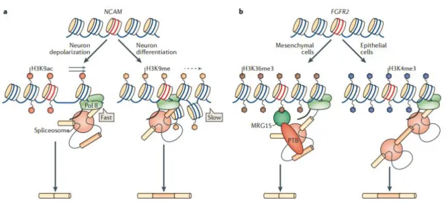 Figure  6 :  Comment  la  chromatine  influence  l’épissage  alternatif.  (a)  La  méthylation  ou  l‟acétylation de la lysine 9 de l‟histone 3 affecte le couplage cinétique entre transcription et épissage  alternatif