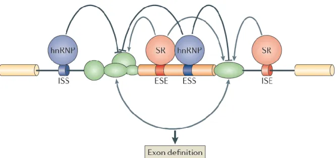 Figure  7 :  Séquences  en  cis  et  facteurs  en  trans  impliqués  dans  l’épissage  alternatif