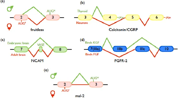 Figure  9 :  Différents  évènements  d’épissage  alternatif  et  leurs  conséquences  biologiques