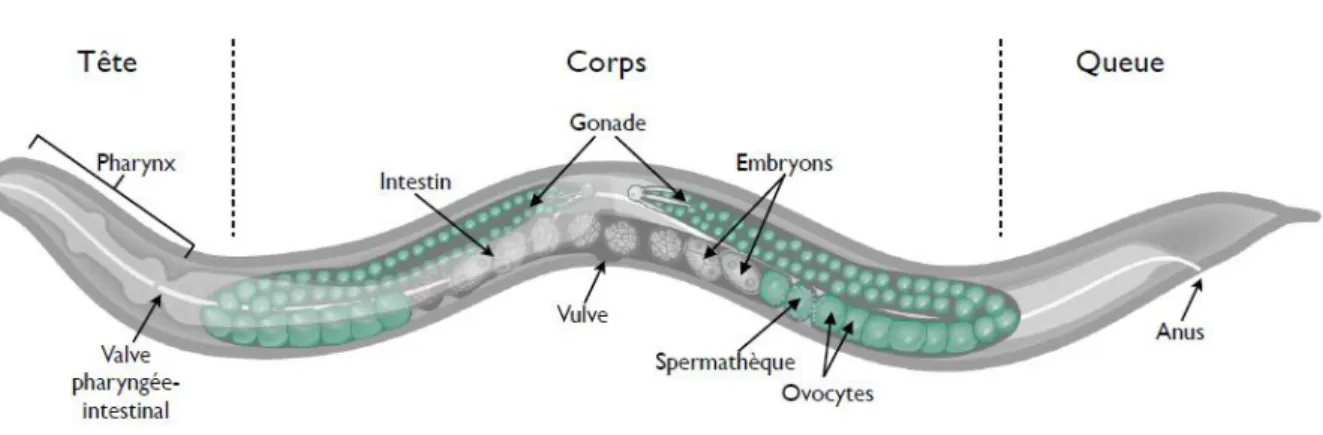 Figure  10 :  Schéma  représentant  un  individu  hermaphrodite  adulte  de  l’espèce  Caenorhabditis  elegans