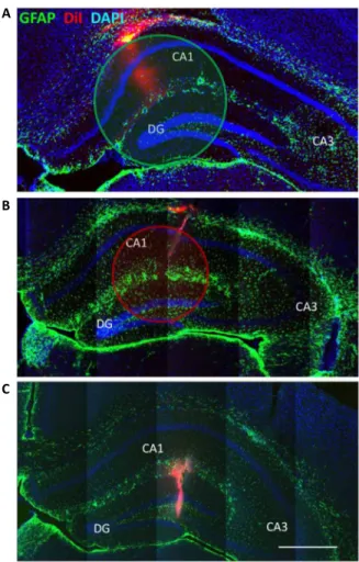 Fig. 5. Representative histological evaluation of implant traces.  (A)   FIP im- im-plant, (B) 4AP syringe, and (C) multichannel Si electrode in the hippocampus
