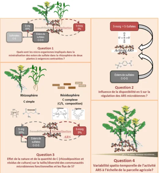 Figure 16 : Les différentes questions abordées sur la période 2003-2011 en lien les effets du C et du S  sur les communautés microbiennes impliquées dans la minéralisation du S organique 