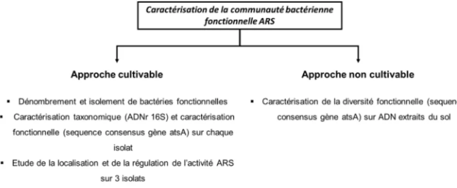 Figure 21 : Les deux approches utilisées en parallèle pour étudier les caractéristiques fonctionnelles de  la communauté bactérienne ARS 