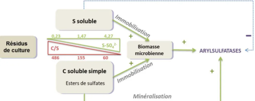 Figure  24 :  Hypothèses  relatives  aux  effets  de  résidus  de  culture  présentant  des  compositions  biochimiques et des ratio C/S différents sur l’activité ARS 