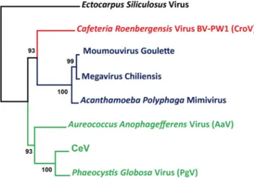 TABLE 1 Genomic features of the Mimiviridae