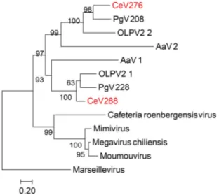 FIG 3 Duplication of the second largest subunit of the DNA-directed RNA polymerase II (RPB2) in CeV, PgV, and AaV