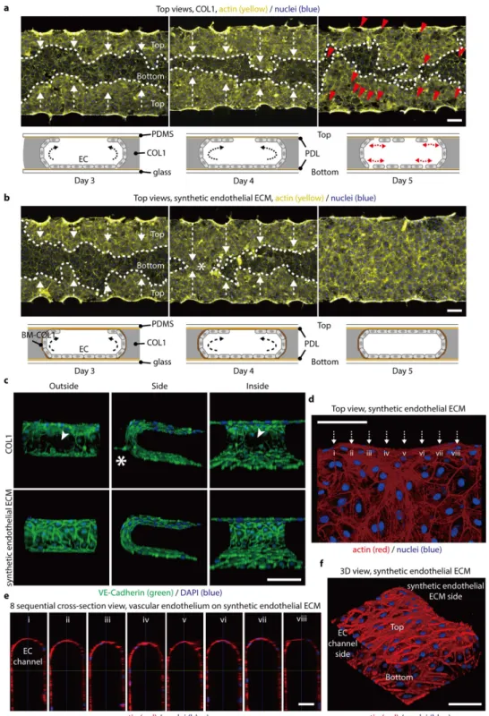Figure 2.  BM-COL1 greatly enhances the 3D characteristics of an in vitro-cultured, engineered blood  capillary