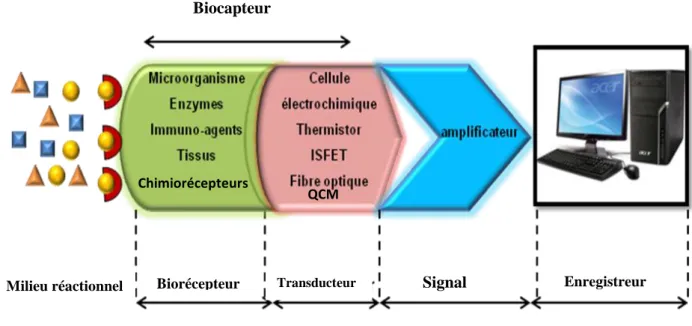 Figure I-1 : Représentation schématique du principe de fonctionnement d'un biocapteur [2]
