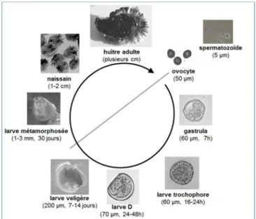 Figure 16 : Cycle de vie de C. gigas. 