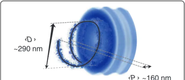 Figure 5 The statistical helix model. The statistical helix model that we propose in this study (Equations 1 and 5) suggests that, in the absence of strong locus-specific interactions, some gene-rich domains of the mammalian chromatin tend to adopt a helix