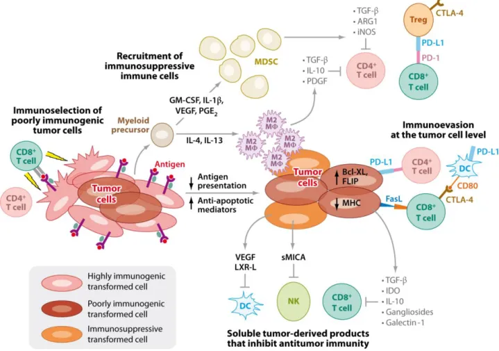 Figure 5 Récapitulatif des mécanismes de l’échappement des cellules tumorales au système immunitaire  décrits ci-dessus