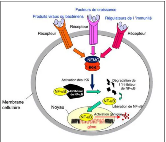 Figure 1 : voie de signalisation intracellulaire NFκB et activation de gènes de survie et  de prolifération cellulaire