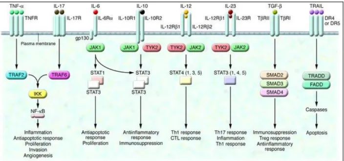 Figure  2 :  Différentes  voies  de  signalisation  activées  par  les  cytokines  de  l’inflammation et jouant un rôle dans la tumorigénèse 284 