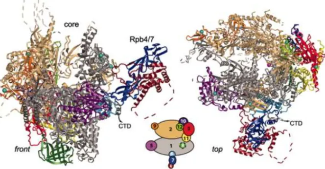 Figure 1: RNA polymerase II structure. Ribbon diagram shows two standard views front (left) and top  (right)