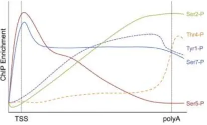 Figure  5:  Average  profile  of  CTD  phosphorylation  marks  in  genes. 