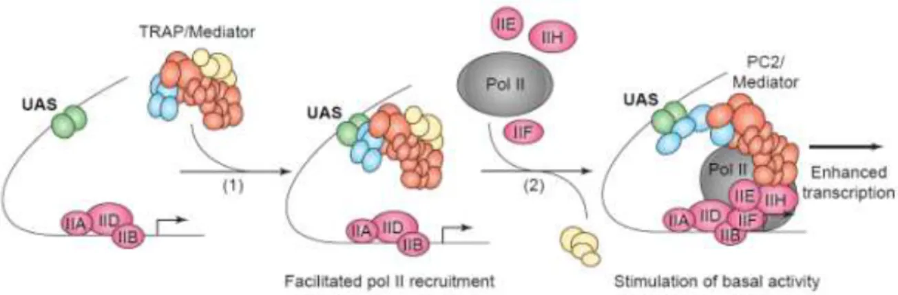 Figure  7:  Model  for  activated  transcription.  Transcriptional  activators  bind  to  their  target  sites  [upstream  activating  sequence  (UAS)]  and  recruit  the  intact  form  of  Mediator