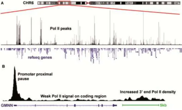 Figure 8: RNA polymerase II ChIP seq data visualization.  Human Pol II ChIP-seq data was uploaded  and visualized in UCSC genome browser