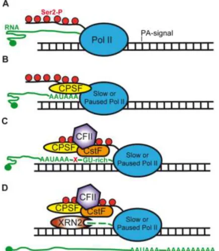 Figure 13: Suggested model for Pol II transcription termination on polyadenylated genes