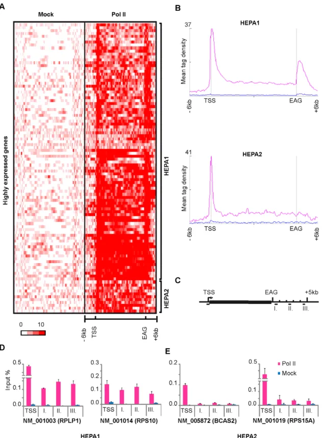 Figure 3. Pol II pause on highly expressed genes. K-means clustering of Mock (blue) and Pol II (pink) reads on 100 highly expressed genes from MCF7 cells (for exact gene names see Table S2) mainly generated two distinct clusters in terms of Pol II occupanc