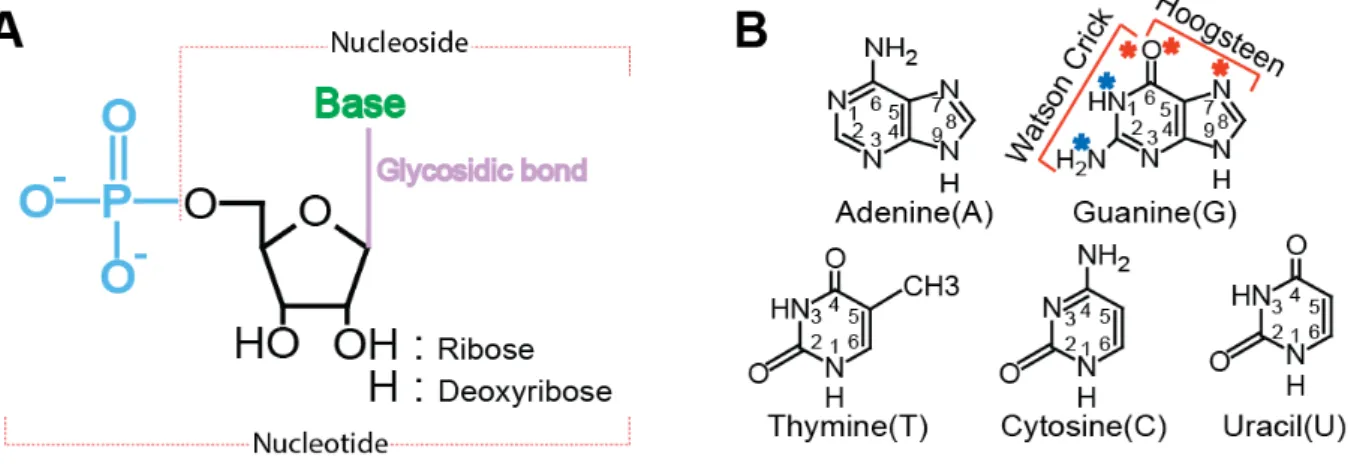 Figure 1: Nucleic acids components. 