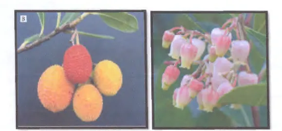 Figure 03. Fruits, fleurs et feuilles  d'Arbutus unedo  L.  (Reille, 2015). 