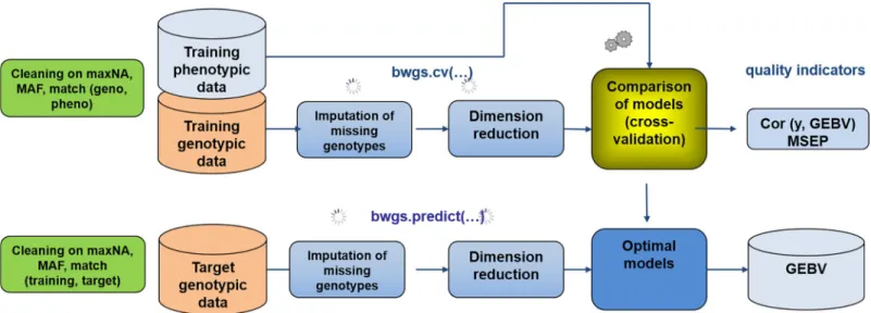Fig 1. Workflow of the two main functions of BWGS. Bwgs.cv does model cross-validation on a training set and bwgs.predict does model calibration on a training set and GEBV prediction of a target set of genotypes