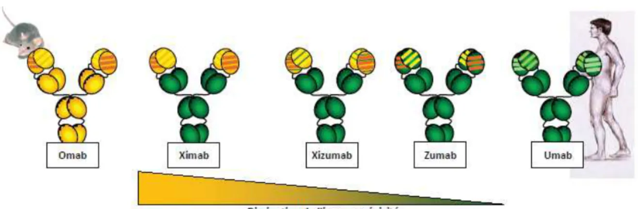 Figure 5 : différentes générations d’anticorps thérapeutiques : anticorps murins,  chimériques, humanisés et humains [87]