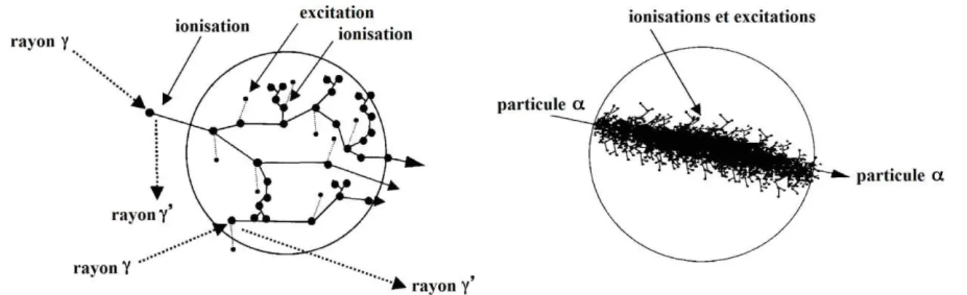 Figure 9 : parcours et densité d'ionisations des rayonnements de faible et fort TEL dans  la matière [105]