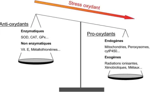 Figure 25 : schéma de la balance anti-oxydants/pro-oxydants représentant un stress  oxydant [214]