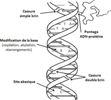 Figure 26 : principales classes de lésions produites au niveau de l’ADN par les  rayonnements ionisants [215]