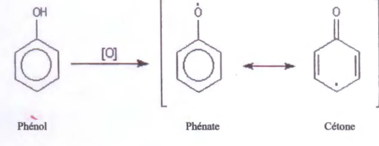 Figure 4: L'oxydation du phénol (Hart et Conia, 2002). 