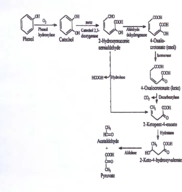 Figure 7 : Dégradation aérobie du phénol par  pseudomonas putida (Martin et al, 1998) 