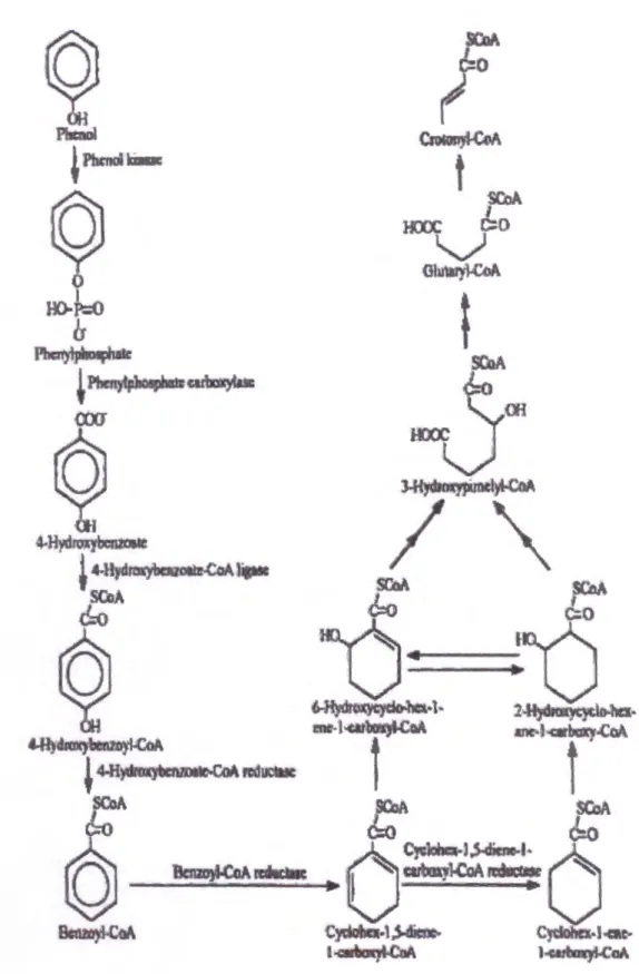 Figure 10 : Dégradation anaérobie du phénol par la souche pseudomonas Kl 72. sp (Sous des  conditions denitrifiants) ( Martin  et al ,  1998)