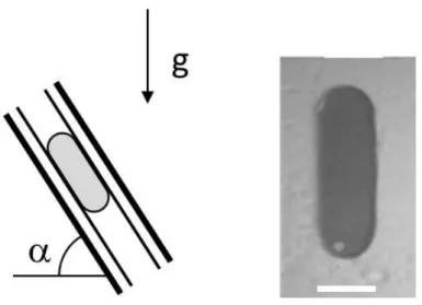 Figure 3: The panel on the left shows a schematic picture of a droplet held between two surfaces under  gravity