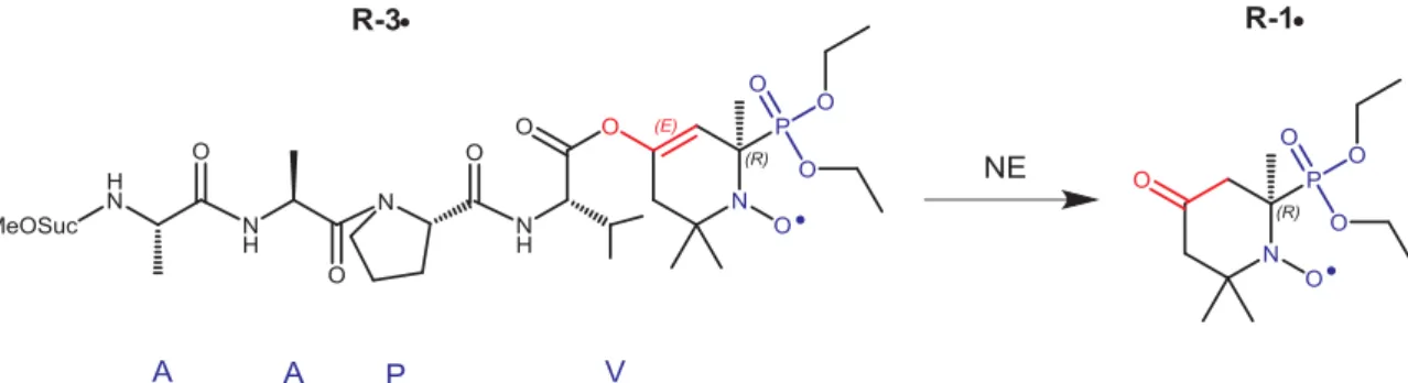 Fig. 1. EPR spectroscopy of the line-shifting nitroxide: hydrolysis of 40 μM substrate R -3 • by 0.8 nM protease NE yielding the product R -1 • 