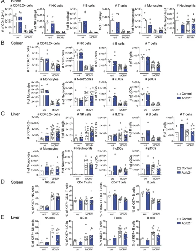 Figure S2. β2-AR deficiency does not alter the trafficking of major immune cell subsets upon MCMV infection