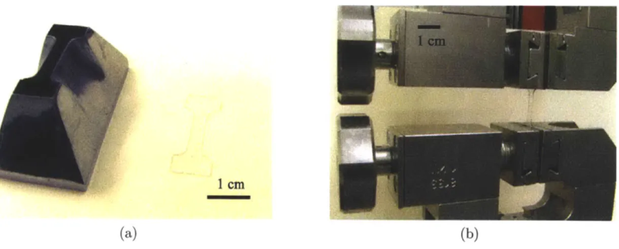 Figure  2-2:  Uniaxial  tensile  testing  specimen.  (a)  Die  and  corresponding  PDMS tensile  testing  specimen;  (b)  specimen  mounted  in  the jaws  of a  load  frame.